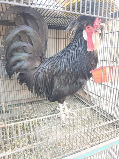 polish | black polish 03096360200