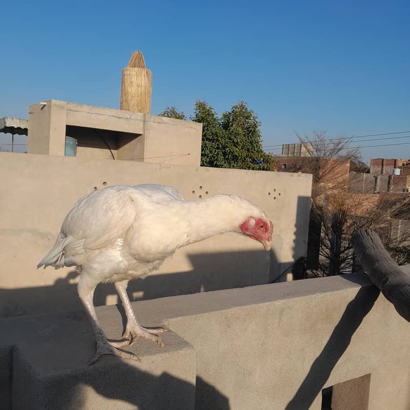 مرغی ایک سال کی ہے 0