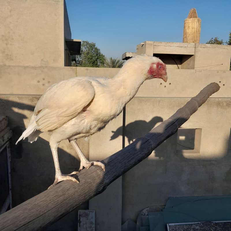 مرغی ایک سال کی ہے 1