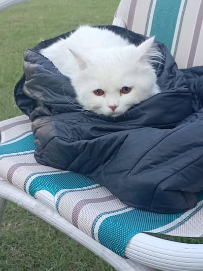 Rusain cat (male)  for sale