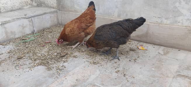 1 Murgha aur 2 Murghiyan