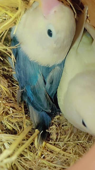 Australian exhibition & love birds