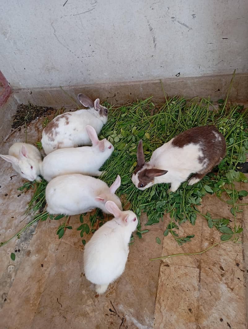 rabbits fully active 0