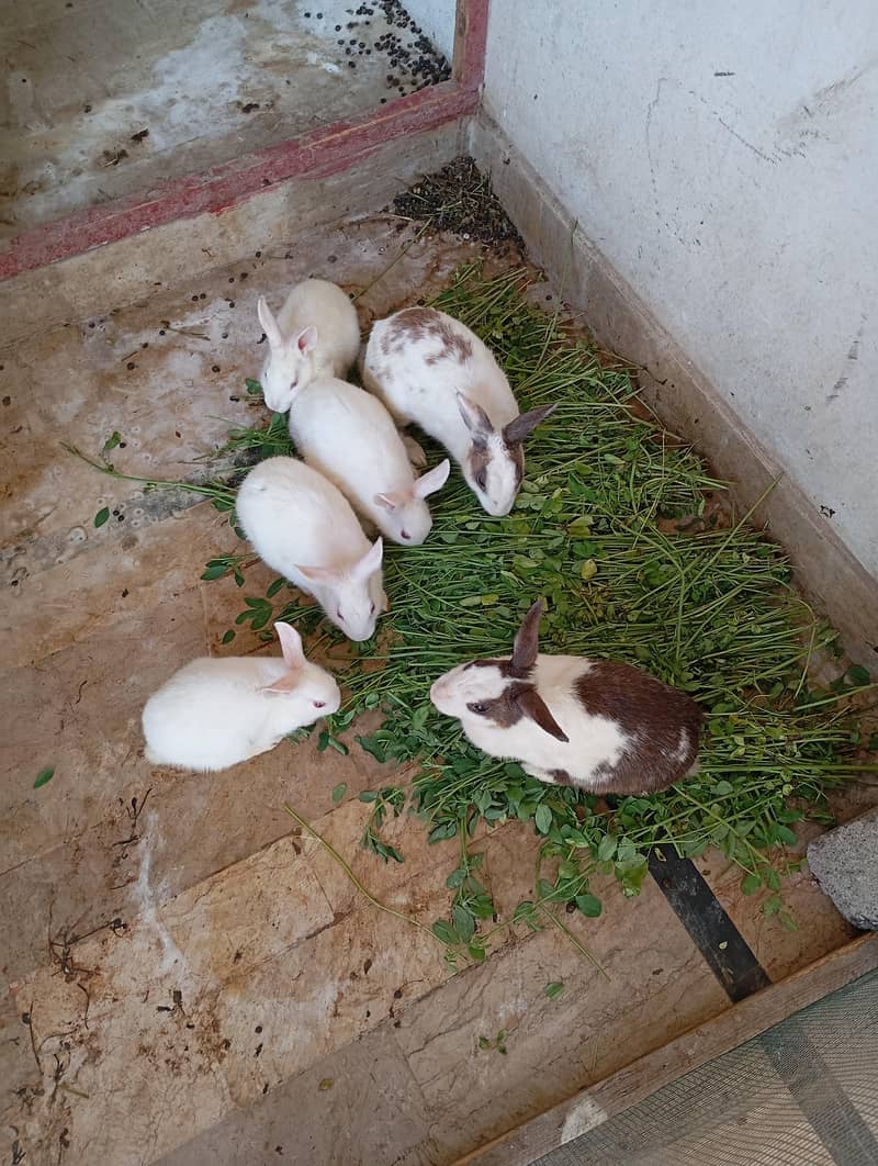rabbits fully active 1