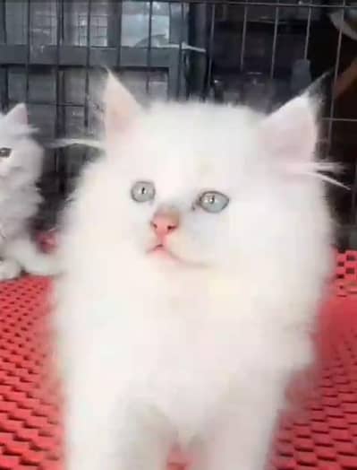 Persian Cats & Kittens for Sale may WhatsApp 03126762031
