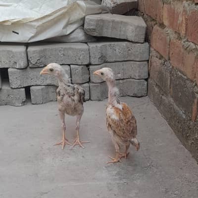 Aseel Thai cross pair