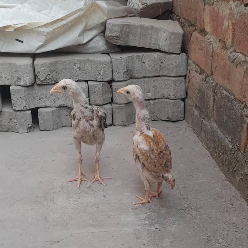 Aseel (patha,pathi) 0