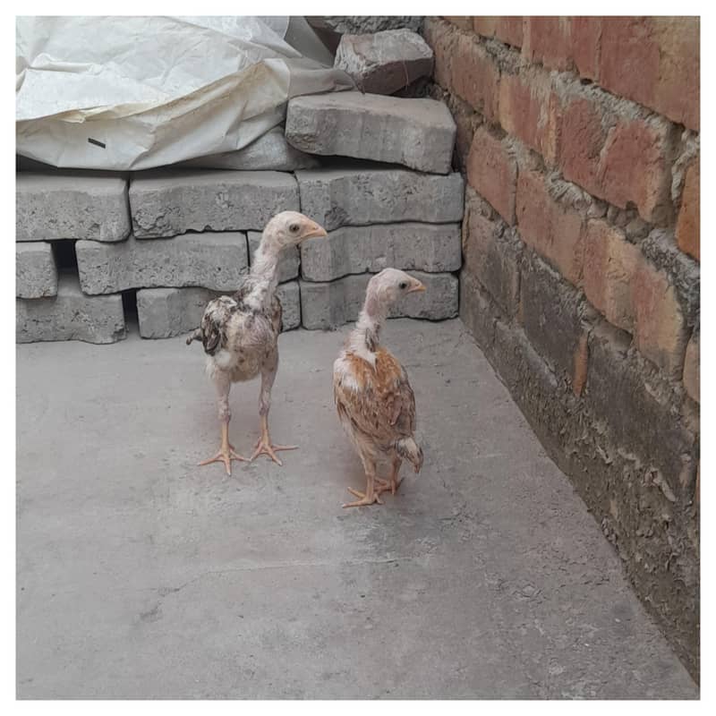 Aseel (patha,pathi) 1