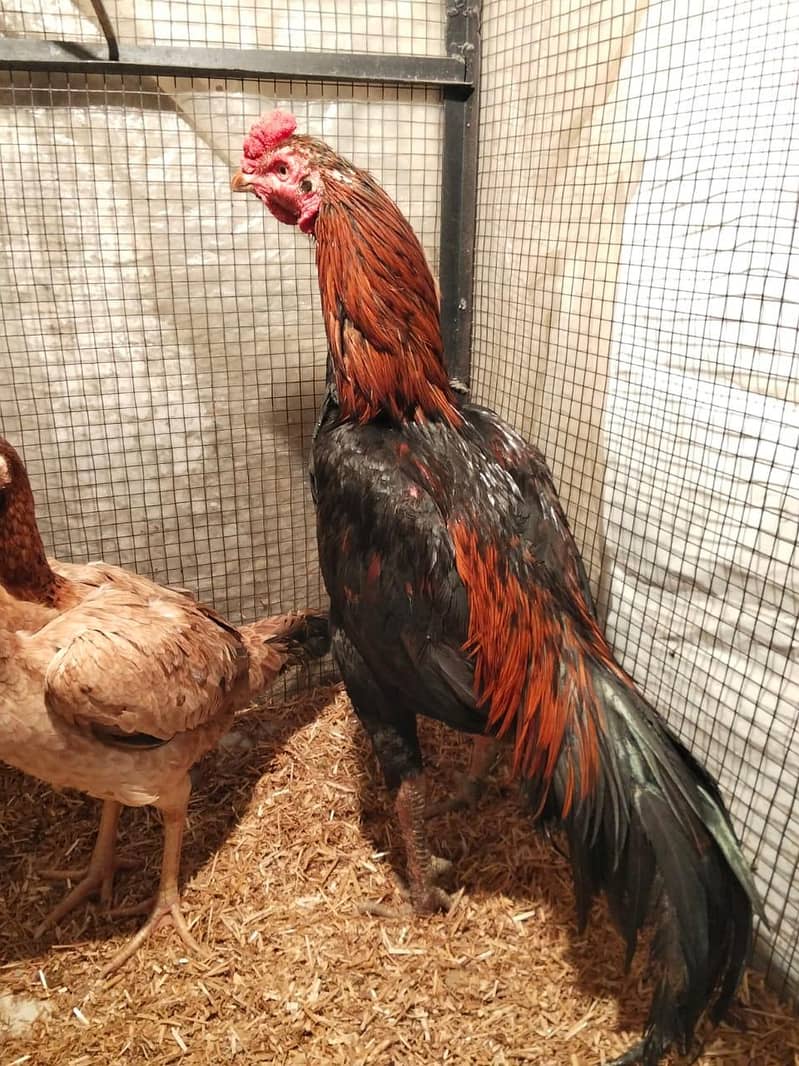 Aseel (patha,pathi) 2