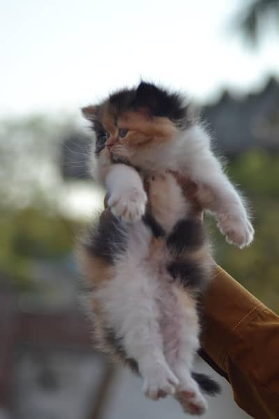 Persian Kittens Extreme Punch Face