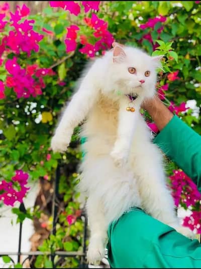 Persian cat for sale my WhatsApp number 0329-26-51-586