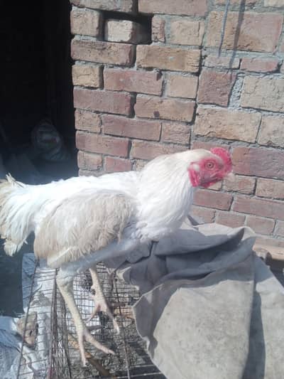 Pure White heera Aseel