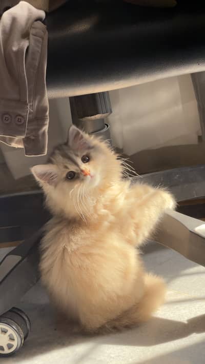 Persian Beige/ brown cute kitten