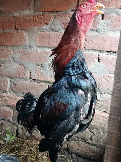 male thai or Pakistani crose ma Hy or female thai ki hy