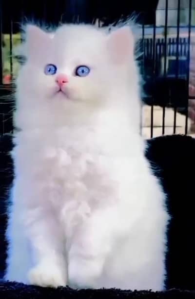 Persian Cats & Kittens for Sale may WhatsApp 03126762031
