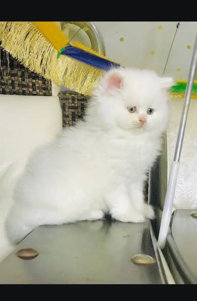Persian cat for sale my WhatsApp number 0329-26-51-586