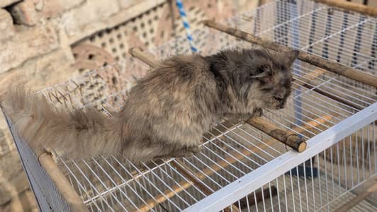 persian cat full trained  Whatsapp 03294300034