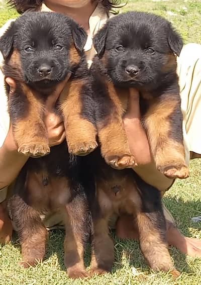 German Shepherd puppies for sale