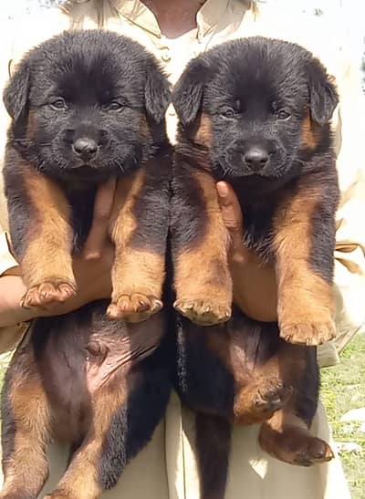 German Shepherd puppies for sale