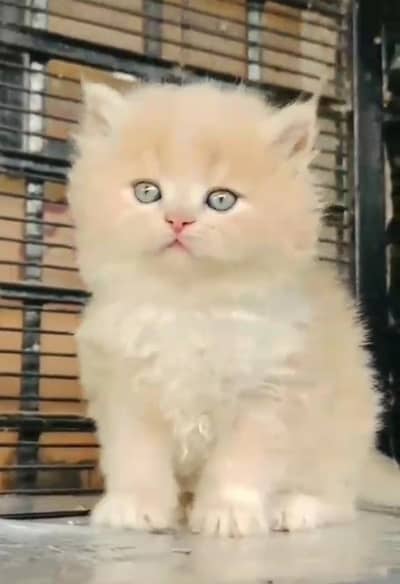 Persian Cats & Kittens for Sale may WhatsApp 03126762031