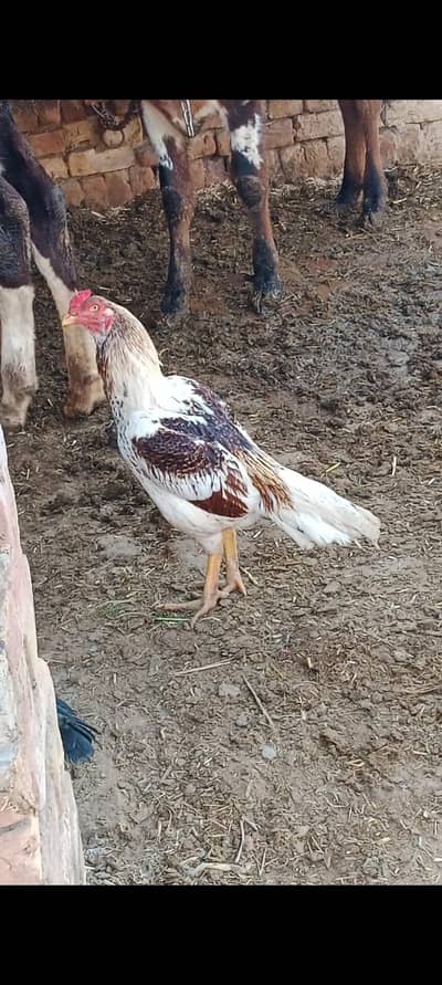 Pure Aseel mianwali blood line