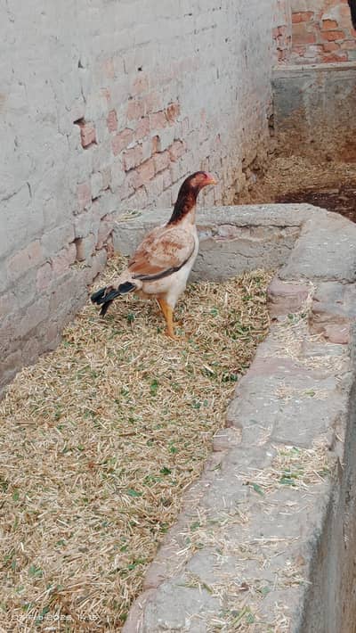 Pure Aseel mianwali blood line