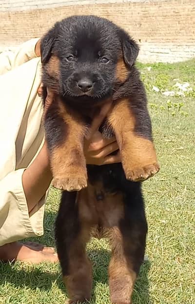 German Shepherd puppies for sale