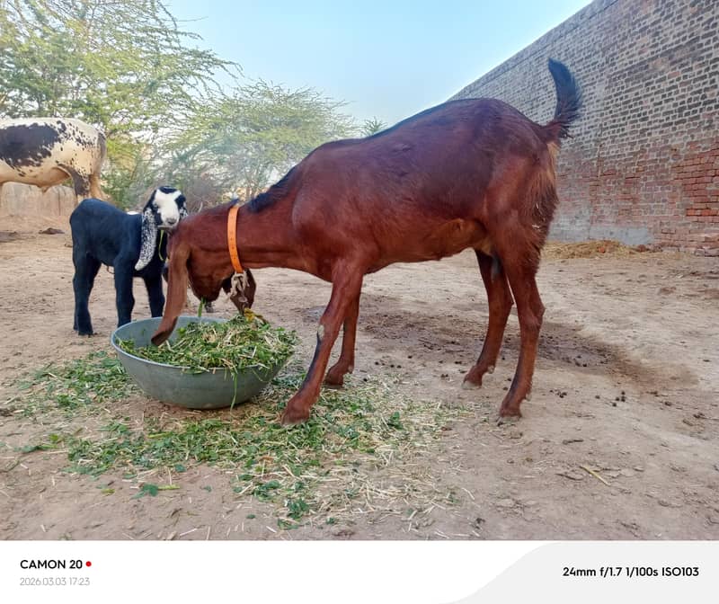 بیتل دیسی میکس بکری ساتھ دو بجے 0