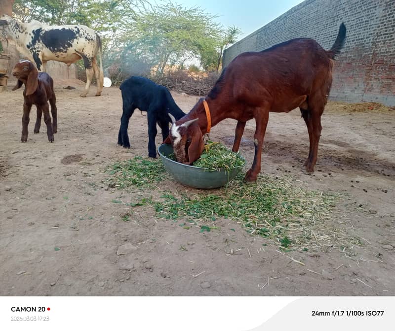 بیتل دیسی میکس بکری ساتھ دو بجے 1