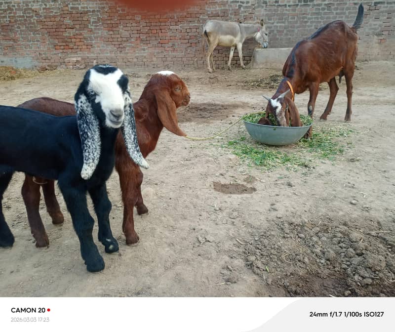 بیتل دیسی میکس بکری ساتھ دو بجے 2