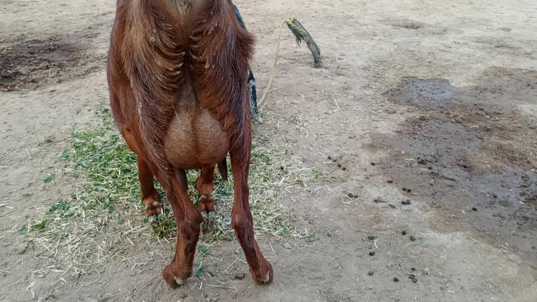 بیتل دیسی میکس بکری ساتھ دو بجے 3