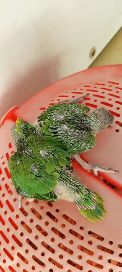local Ringneck mithu baby chciks