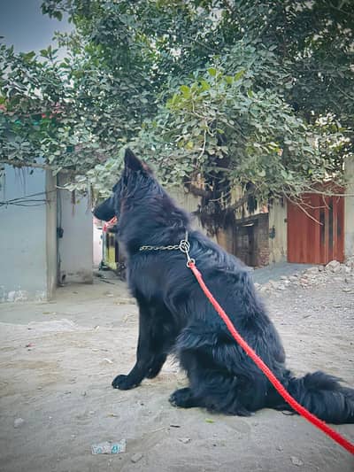 Long coat heavy boan  Black shepherd