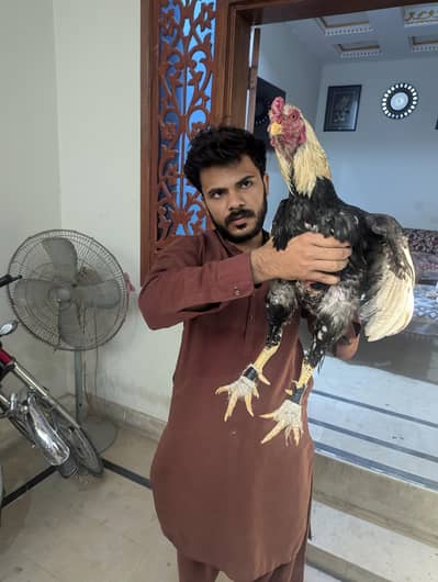 aseel jawa  sawa muskivmurga full oky pure aseel bird