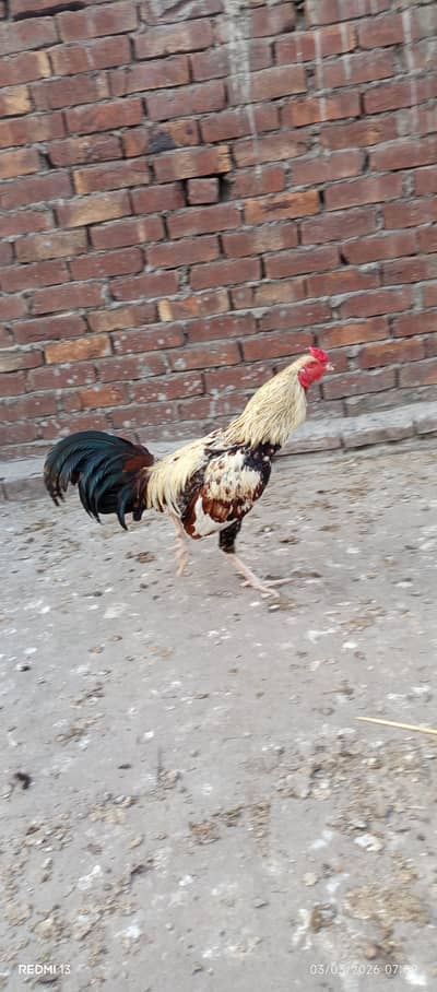 selling rooster incubated by hen