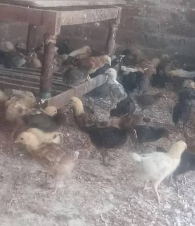 Golden misri silver godlen Chicks Available