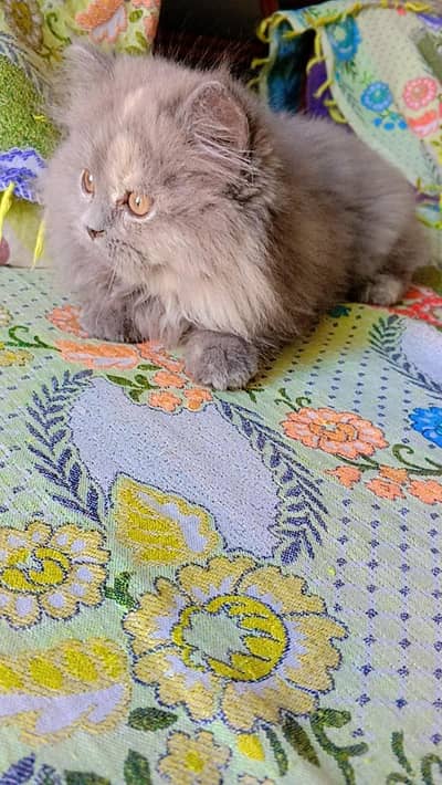 pershion kitten semi punch face looking for new home