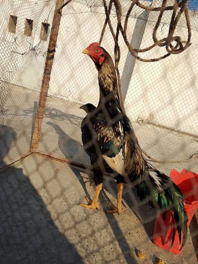 aseel Jawa murgha 2400 gram total genuine nasli