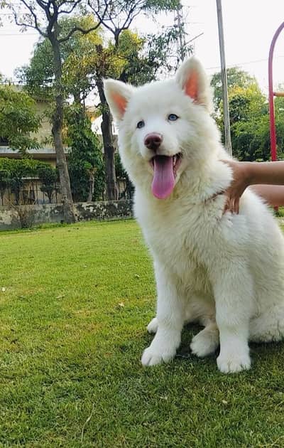 white blue eyes wooly coat huskey