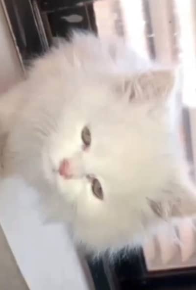 beautiful fluffy kitten