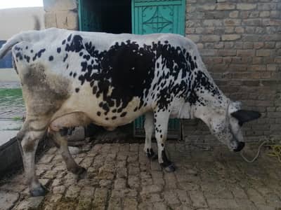 Cholistani fresion cow for sale