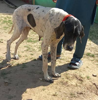 English Pointer non pedigree