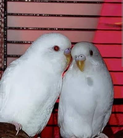 Paper White Budgies Male needed