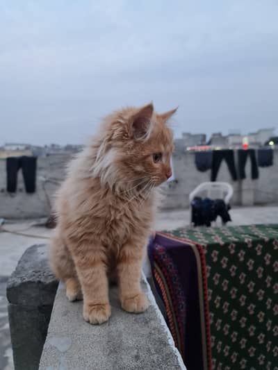 5 months kitten borwn litter trained triple coated very playful