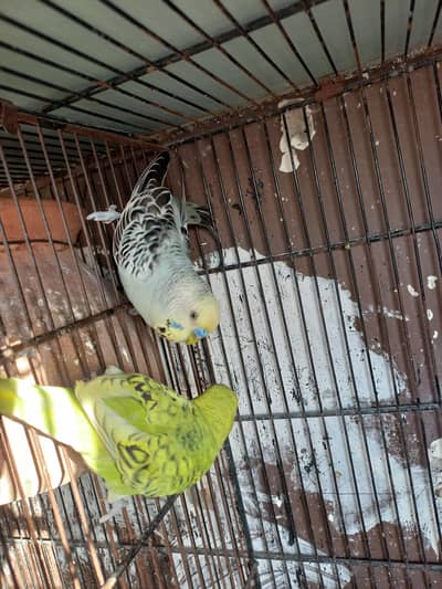 Breeder Undersize Pair