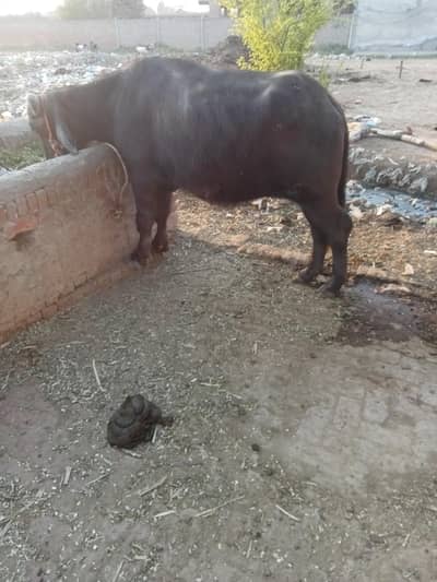 CHOTI for sale rari ke hali h