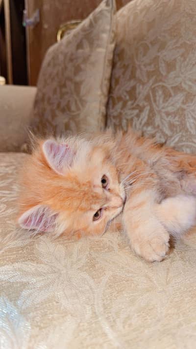 Cute Home-Raised Kitten Available