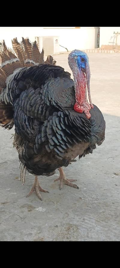 turkey bredar Pair for sale