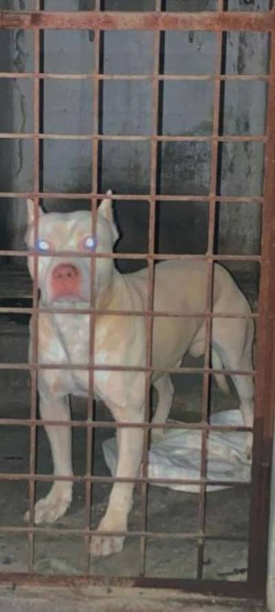 available for breading