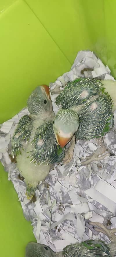 Kashmiri pahari chick available for sale full jambo size